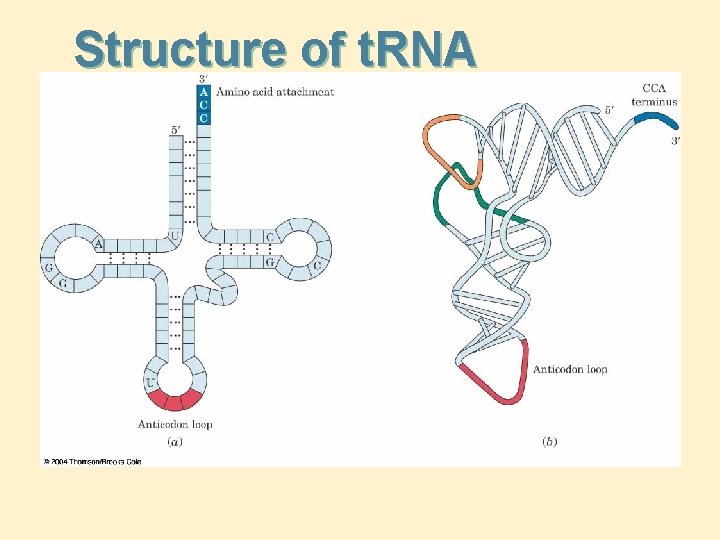 Structure of t. RNA 