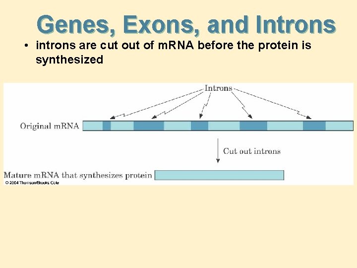 Genes, Exons, and Introns • introns are cut of m. RNA before the protein