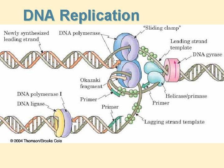 DNA Replication 