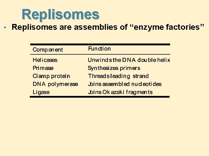 Replisomes • Replisomes are assemblies of “enzyme factories” 
