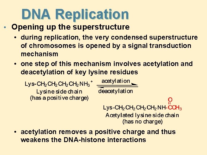 DNA Replication • Opening up the superstructure • during replication, the very condensed superstructure