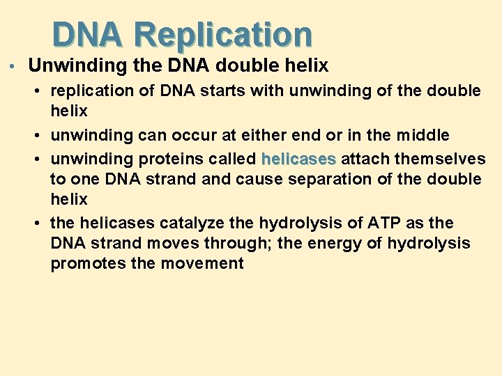DNA Replication • Unwinding the DNA double helix • replication of DNA starts with