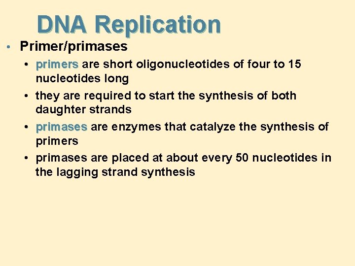 DNA Replication • Primer/primases • primers are short oligonucleotides of four to 15 nucleotides