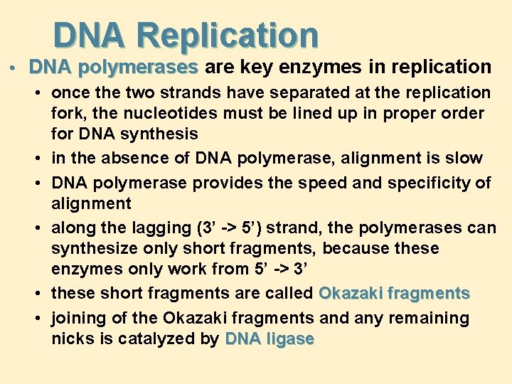 DNA Replication • DNA polymerases are key enzymes in replication • once the two