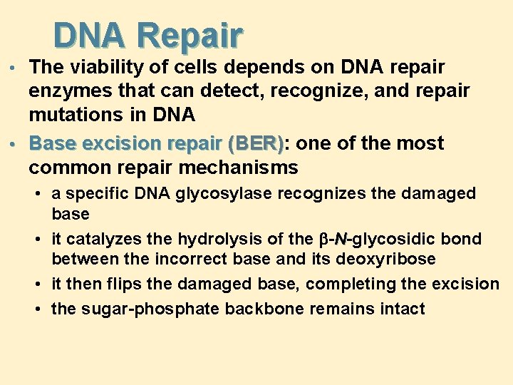 DNA Repair • The viability of cells depends on DNA repair enzymes that can