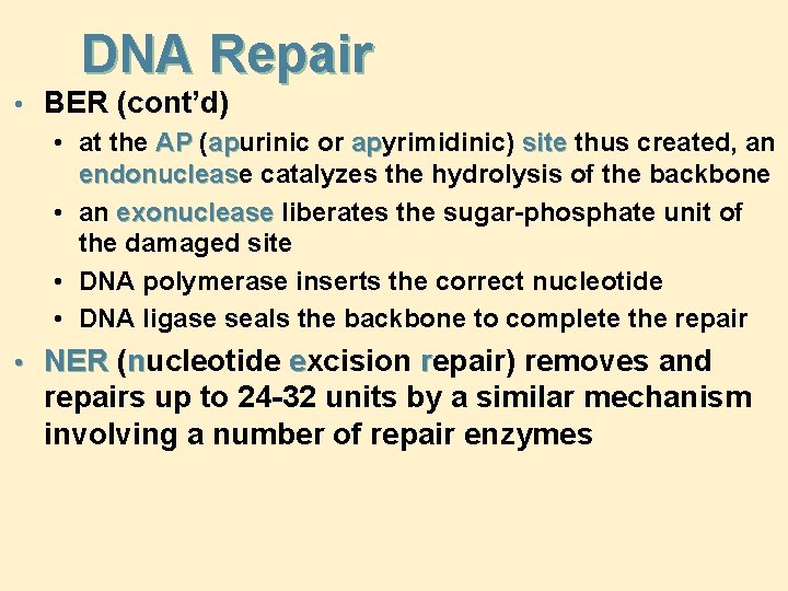 DNA Repair • BER (cont’d) • at the AP (apurinic or apyrimidinic) site thus