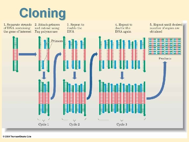 Cloning 