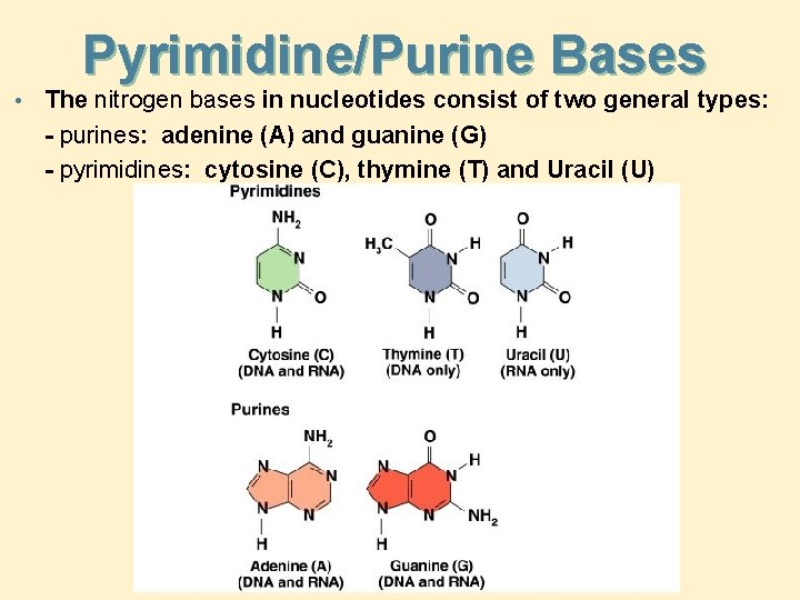 Pyrimidine/Purine Bases • The nitrogen bases in nucleotides consist of two general types: -