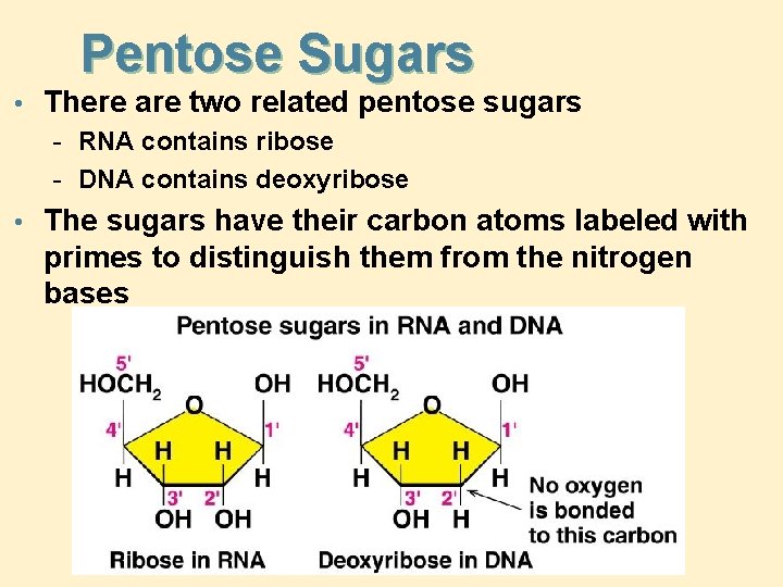 Pentose Sugars • There are two related pentose sugars - RNA contains ribose -