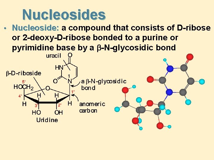 Nucleosides • Nucleoside: a compound that consists of D-ribose or 2 -deoxy-D-ribose bonded to