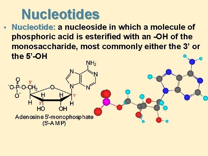 Nucleotides • Nucleotide: a nucleoside in which a molecule of phosphoric acid is esterified