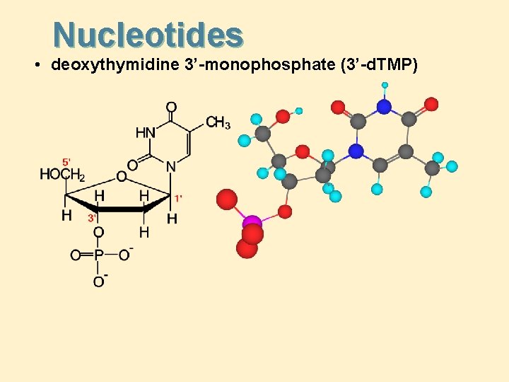 Nucleotides • deoxythymidine 3’-monophosphate (3’-d. TMP) 