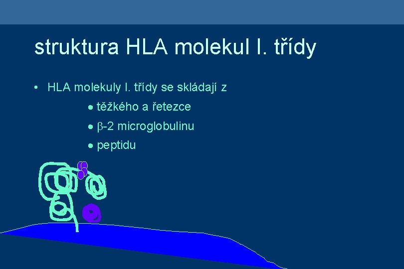 struktura HLA molekul I. třídy • HLA molekuly I. třídy se skládají z ·