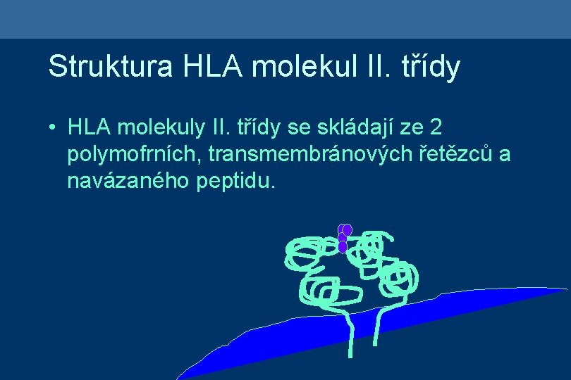 Struktura HLA molekul II. třídy • HLA molekuly II. třídy se skládají ze 2