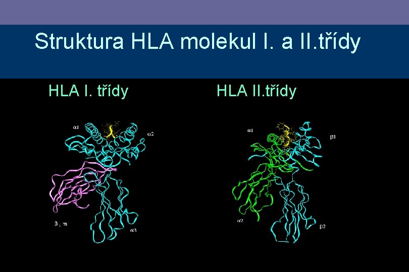 Struktura HLA molekul I. a II. třídy HLA II. třídy 