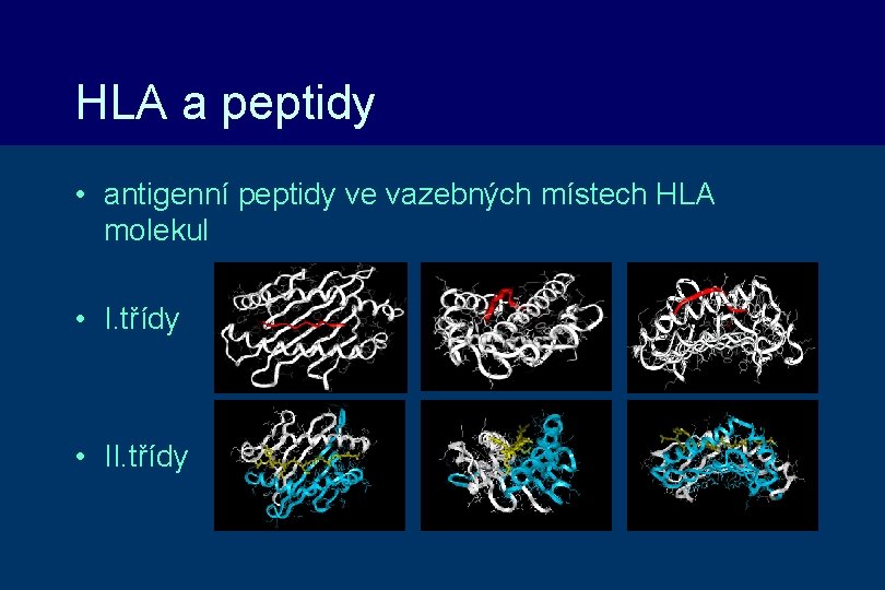HLA a peptidy • antigenní peptidy ve vazebných místech HLA molekul • I. třídy