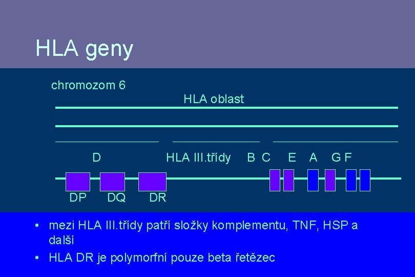 HLA geny chromozom 6 D DP HLA oblast HLA III. třídy DQ B C