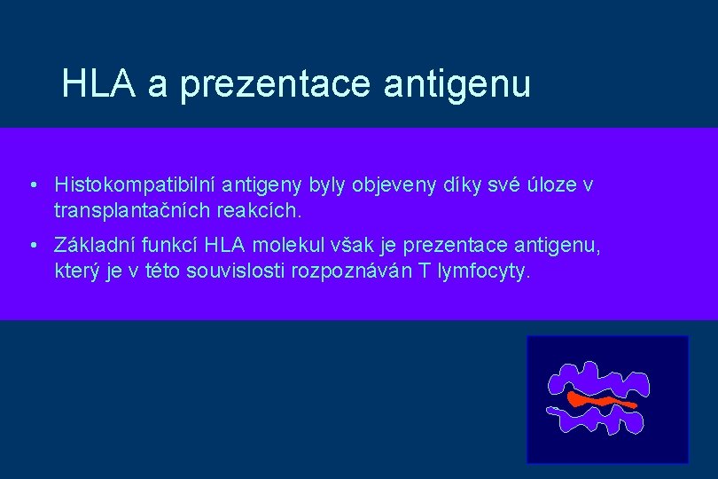 HLA a prezentace antigenu • Histokompatibilní antigeny byly objeveny díky své úloze v transplantačních