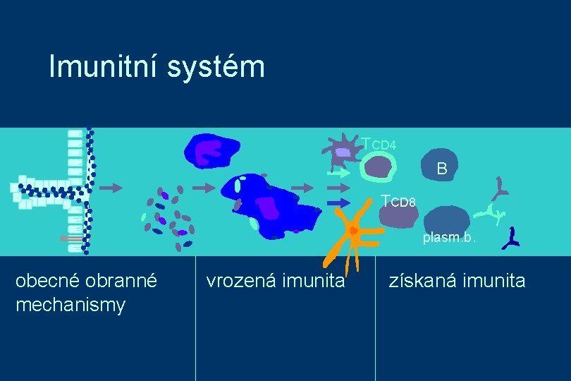 Imunitní systém TCD 4 B TCD 8 plasm. b. obecné obranné mechanismy vrozená imunita