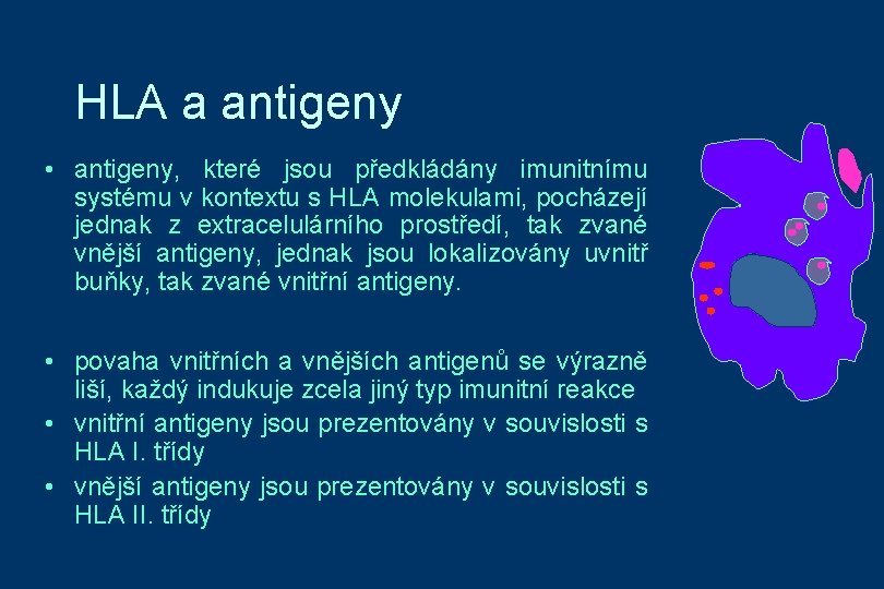 HLA a antigeny • antigeny, které jsou předkládány imunitnímu systému v kontextu s HLA