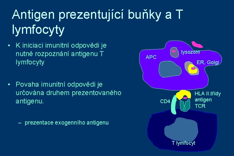 Antigen prezentující buňky a T lymfocyty • K iniciaci imunitní odpovědi je nutné rozpoznání