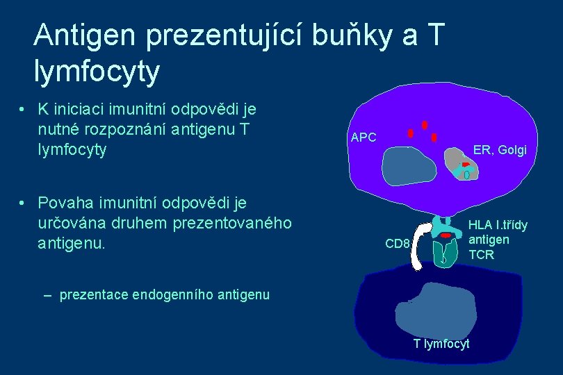 Antigen prezentující buňky a T lymfocyty • K iniciaci imunitní odpovědi je nutné rozpoznání