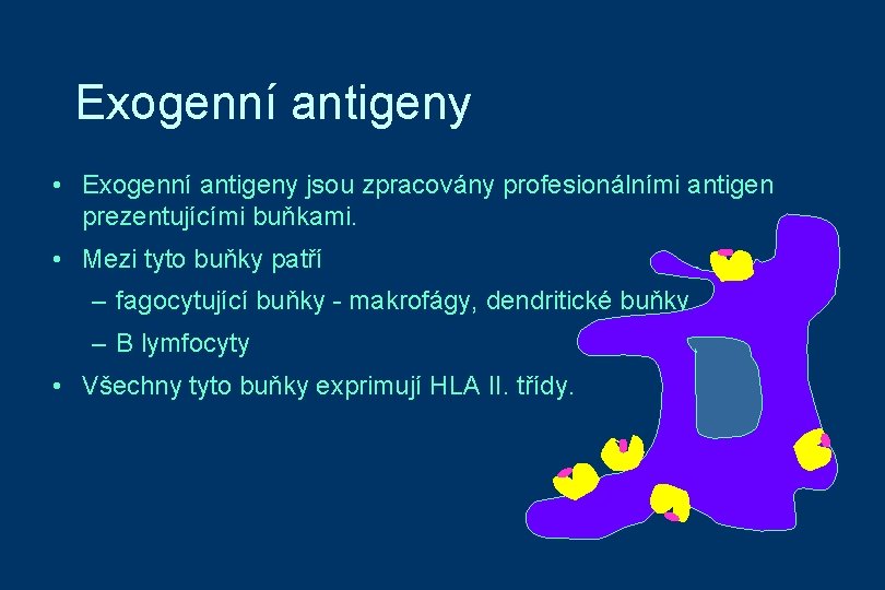 Exogenní antigeny • Exogenní antigeny jsou zpracovány profesionálními antigen prezentujícími buňkami. • Mezi tyto