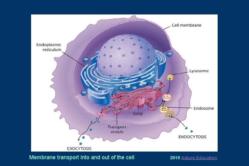 Membrane transport into and out of the cell 2010 Nature Education 
