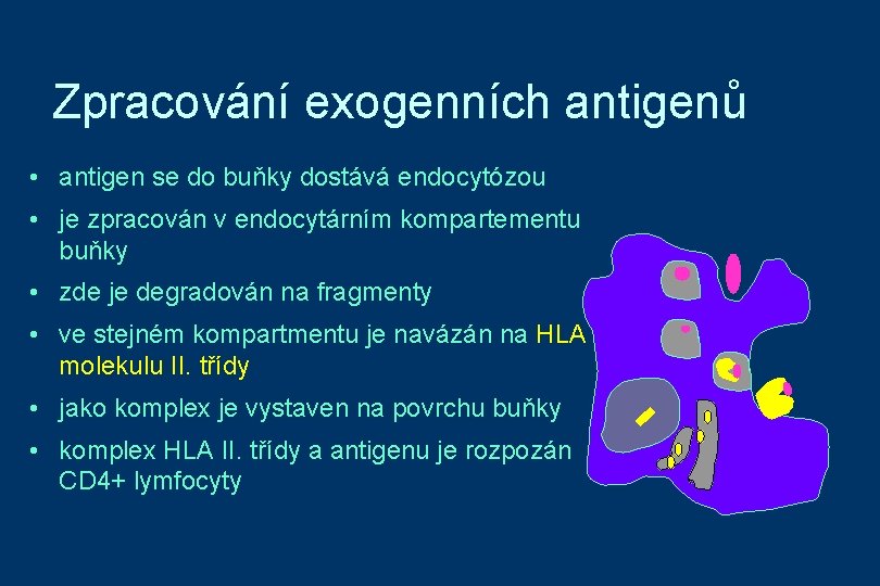 Zpracování exogenních antigenů • antigen se do buňky dostává endocytózou • je zpracován v