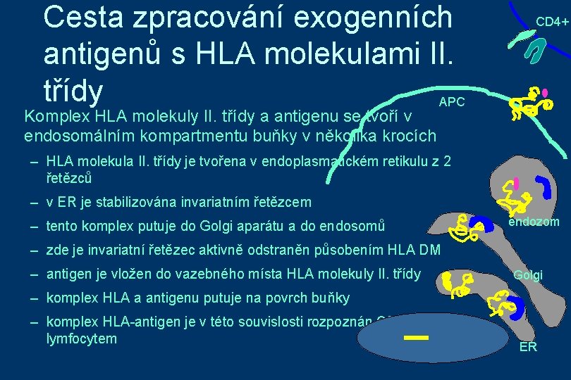 Cesta zpracování exogenních antigenů s HLA molekulami II. třídy APC CD 4+ Komplex HLA
