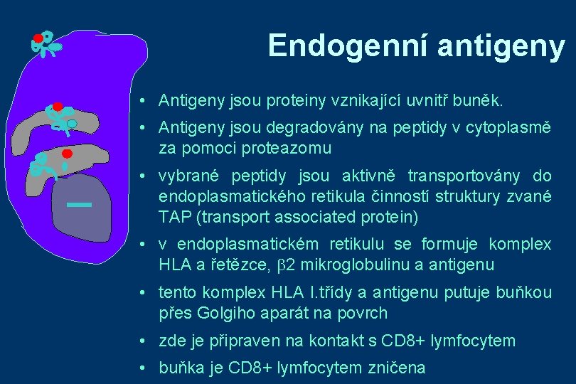 Endogenní antigeny • Antigeny jsou proteiny vznikající uvnitř buněk. • Antigeny jsou degradovány na