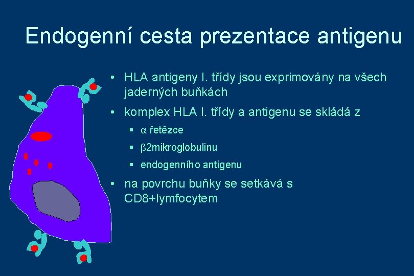 Endogenní cesta prezentace antigenu • HLA antigeny I. třídy jsou exprimovány na všech jaderných