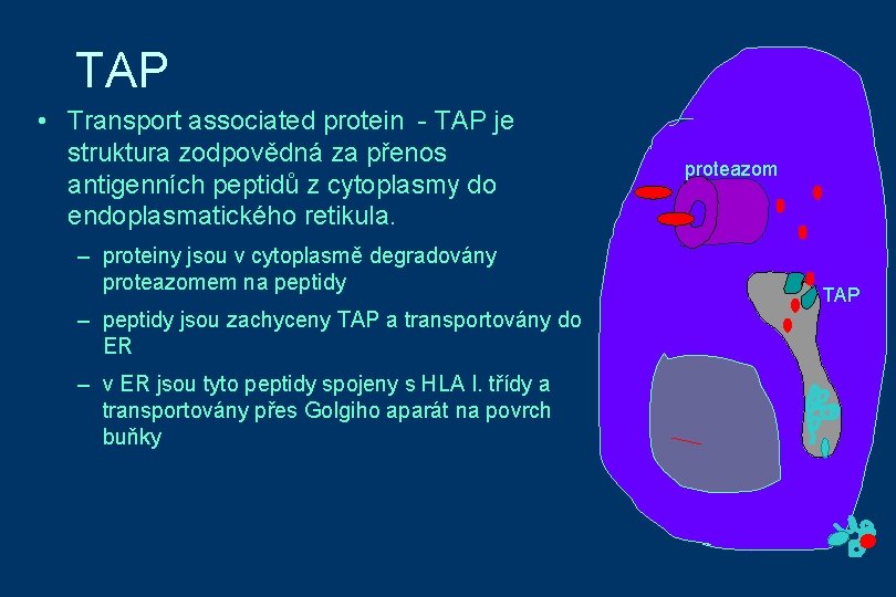 TAP • Transport associated protein - TAP je struktura zodpovědná za přenos antigenních peptidů