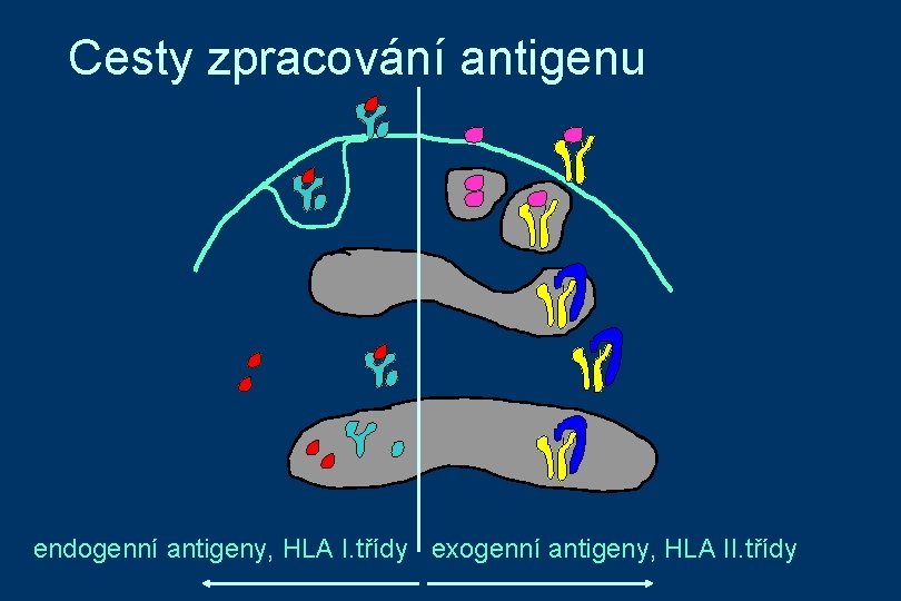 Cesty zpracování antigenu endogenní antigeny, HLA I. třídy exogenní antigeny, HLA II. třídy 