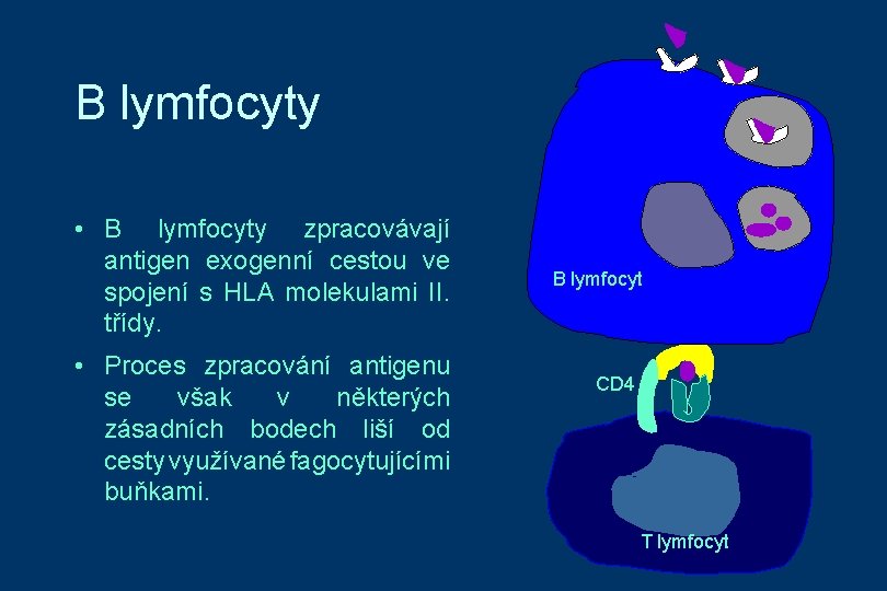 B lymfocyty • B lymfocyty zpracovávají antigen exogenní cestou ve spojení s HLA molekulami