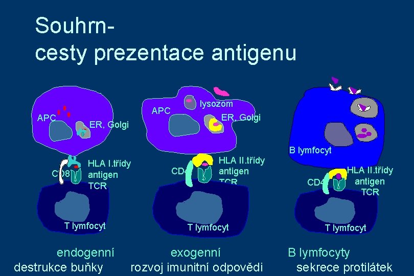 Souhrncesty prezentace antigenu lysozom APC ER, Golgi CD 8 HLA I. třídy antigen TCR