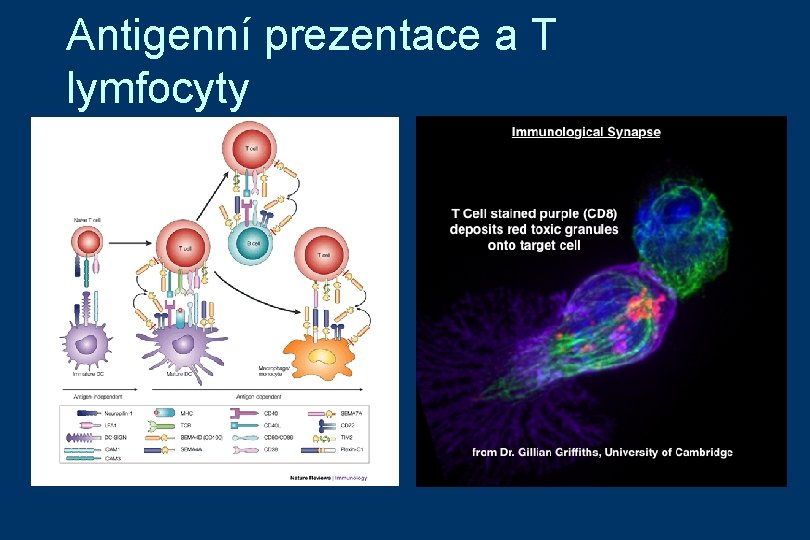 Antigenní prezentace a T lymfocyty 