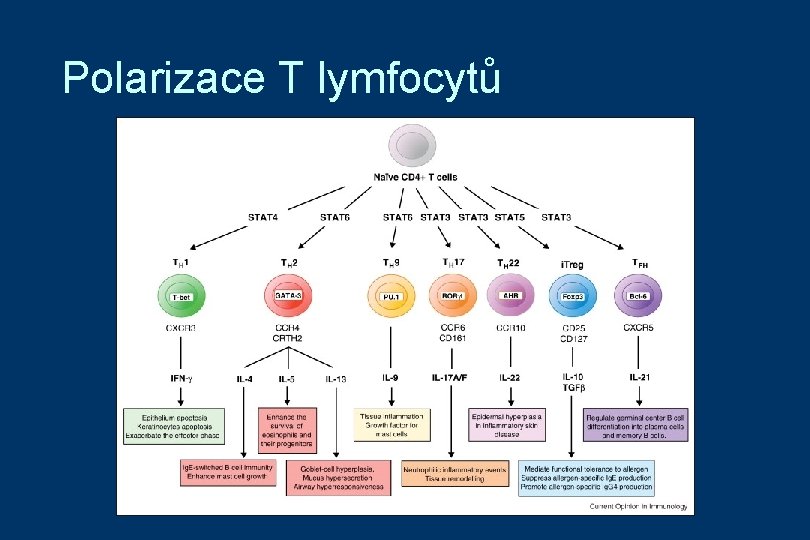 Polarizace T lymfocytů 