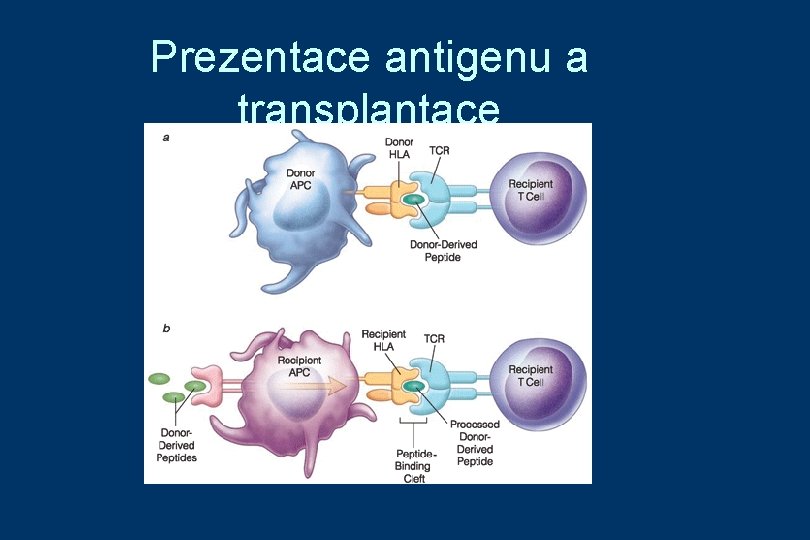 Prezentace antigenu a transplantace 