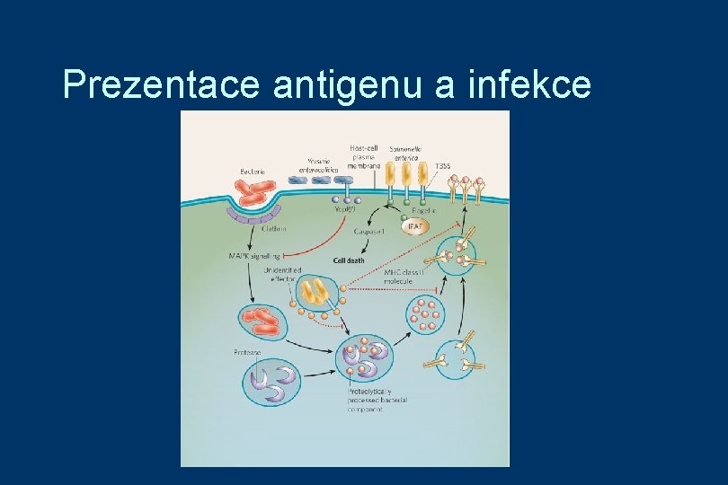 Prezentace antigenu a infekce 