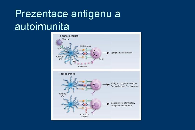 Prezentace antigenu a autoimunita 