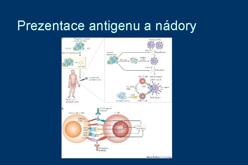 Prezentace antigenu a nádory 