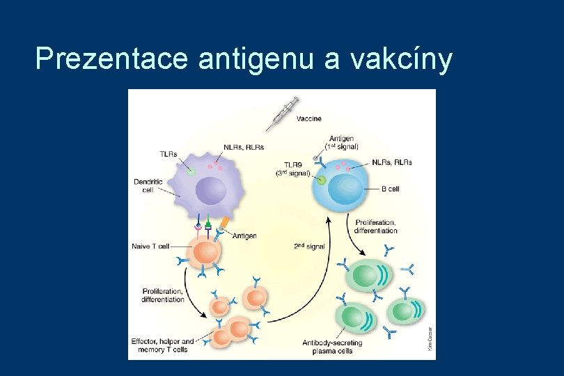 Prezentace antigenu a vakcíny 