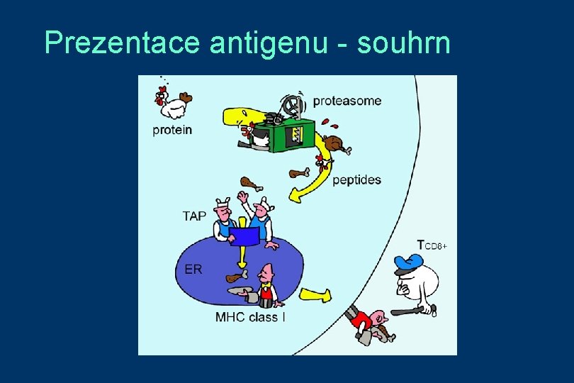 Prezentace antigenu - souhrn 