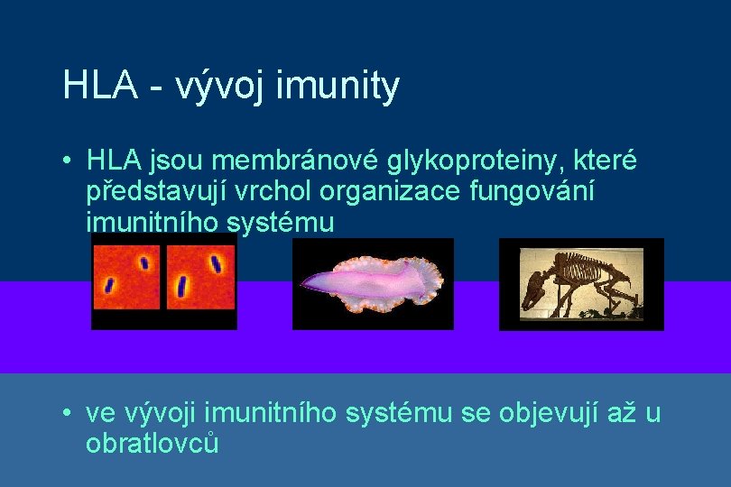 HLA - vývoj imunity • HLA jsou membránové glykoproteiny, které představují vrchol organizace fungování