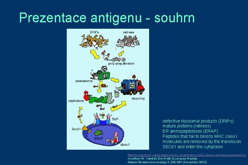 Prezentace antigenu - souhrn defective ribosomal products (DRi. Ps) mature proteins (retirees) ER aminopeptidases