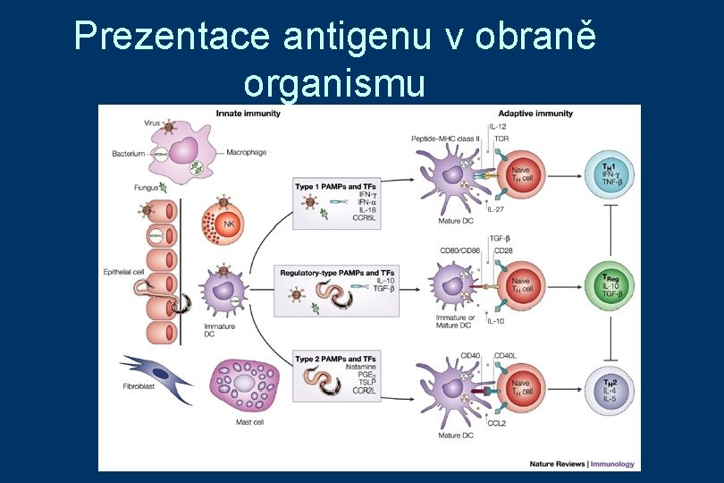 Prezentace antigenu v obraně organismu 