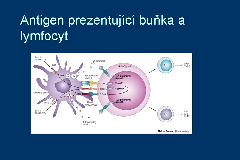 Antigen prezentující buňka a lymfocyt 