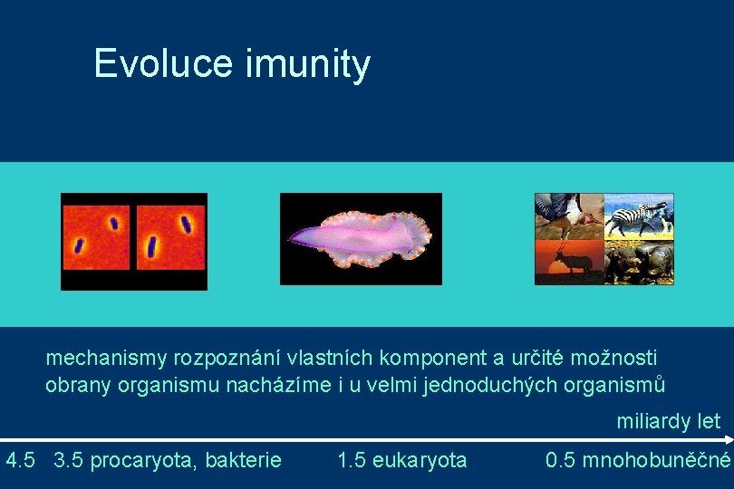 Evoluce imunity mechanismy rozpoznání vlastních komponent a určité možnosti obrany organismu nacházíme i u