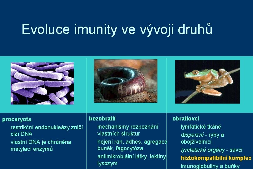 Evoluce imunity ve vývoji druhů procaryota restrikční endonukleázy zničí cizí DNA vlastní DNA je